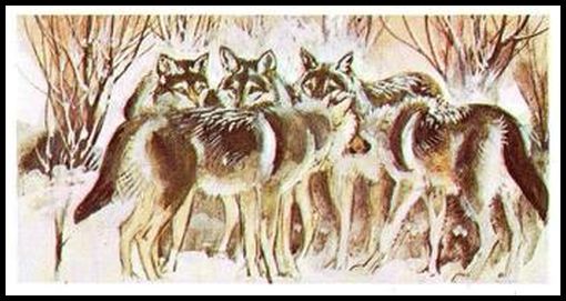 43 Wolves